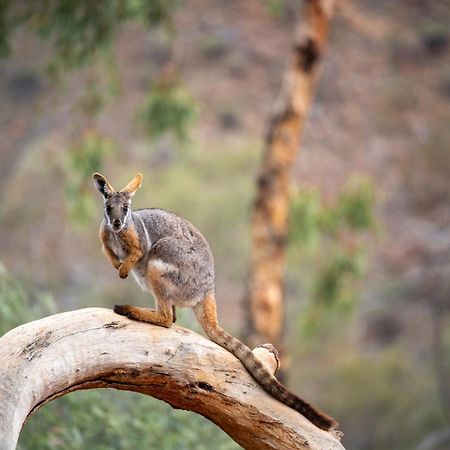 Hotel Arkaroola Wilderness Sanctuary Esterno foto